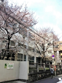 通勤路に咲く桜。父親の角膜を受けた人に思いをはせる（福岡紗妃さん提供）