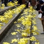 東遊園地の「阪神淡路大震災１・１７のつどい」会場に並べられた「シンサイミライノハナ」＝２０１５年１月１７日、神戸市中央区