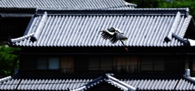 特産の淡路瓦でふいた屋根を背景に、力強く羽ばたくコウノトリのひな＝６月１７日、淡路市内