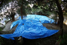 女児の遺体が発見された雑木林。広い範囲がブルーシートで覆われていた＝２９日午後４時５７分、神戸市長田区長田天神町１
