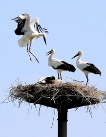 野外にすむ１００羽目のコウノトリ（左）。多くの人の支えで身近な存在に戻りつつある＝６月１９日、豊岡市百合地