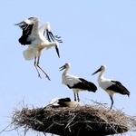 野外にすむ１００羽目のコウノトリ（左）。多くの人の支えで身近な存在に戻りつつある＝６月１９日、豊岡市百合地