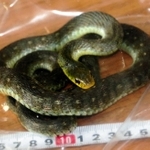男子児童にかみついた「ヤマカガシ」とみられるヘビ。普段は臆病だが、かまれると死亡する恐れも＝伊丹署