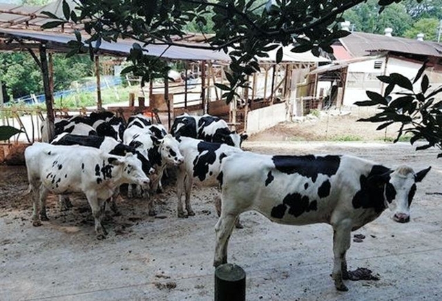約５０頭の牛が飼育されている＝弓削牧場