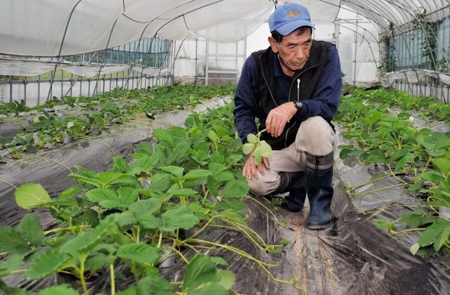 イチゴの苗を手入れする滑浦武志有野いちご部会長＝神戸市北区有野町二郎