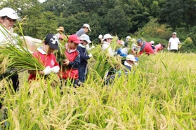 稲刈りをする児童たち＝北区山田町藍那