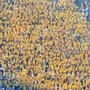 前回の神戸マラソンスタート直前に、阪神・淡路大震災からの復興の象徴「ひまわり」をイメージした黄色い手袋を一斉に振るランナーら