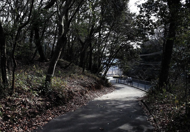 木もれ陽をくぐって登校する