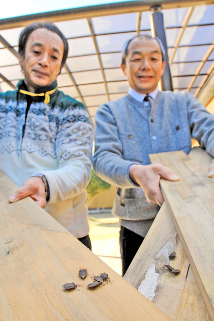 板の間などに身を寄せるカメムシ。今年は秋以降、兵庫県内の降雪地帯で大量に目撃された＝宍粟市山崎町東下野