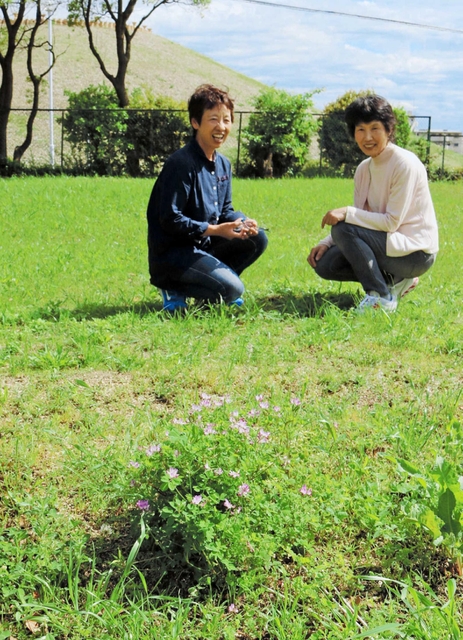 わずかに咲いたレンゲ（手前）を見ながら思い出を話すＮＰＯ法人「輝かすみが丘」の桝井啓子理事長（右）と野口和子理事。奥は五色塚古墳