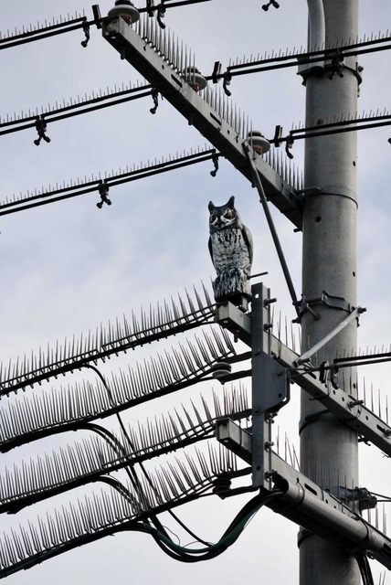 近隣住民を驚かせるほど本物そっくりのミミズクの置物＝明石市大久保町高丘６ 