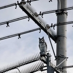 近隣住民を驚かせるほど本物そっくりのミミズクの置物＝明石市大久保町高丘６ 