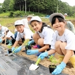 アサギマダラが来る日を楽しみに、山の中でフジバカマを植え付ける（右から）菅谷風香さん、シャザド愛紗さん、槙本璃斗さん＝佐用町宇根