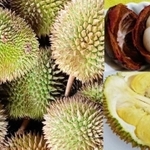 硬くとげとげの果皮を持ってクリーミーなドリアンと赤く分厚い果皮に包まれた純白の果肉のマンゴスチン