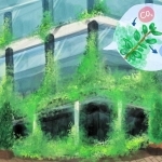 イラスト　香寺高校２年　牛尾梨乃