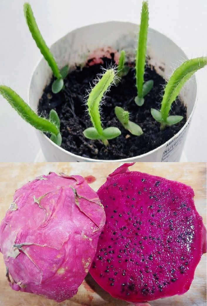 ドラゴンフルーツ くさ盛り合わせ ドラゴンフルーツ くさ盛り合わせ