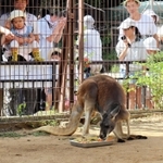 大好物のリンゴをもらったアカカンガルーの「ハル」＝姫路市立動物園