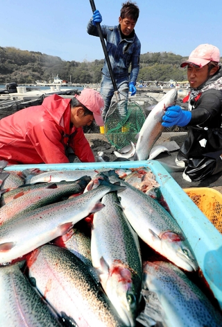 生け締（じ）めされ、出荷される白鷺サーモン＝姫路市家島町、西島沖（撮影・辰巳直之）