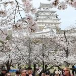 サクラ見頃の季節、訪日客の姿が目立つ姫路城＝姫路市本町