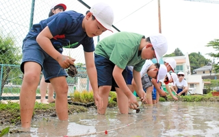 八多学園校内の田んぼで田植えする児童たち＝５月２９日、神戸市北区八多町附物