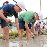八多学園校内の田んぼで田植えする児童たち＝５月２９日、神戸市北区八多町附物
