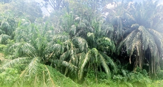 生分解性プラスチック研究に生かされているアブラヤシ