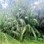 生分解性プラスチック研究に生かされているアブラヤシ