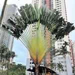 葉の形状が特異なタビビトノキ