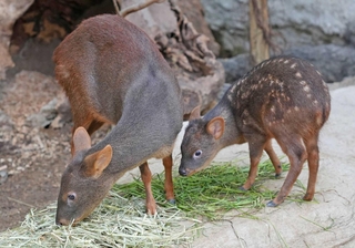 仲良くご飯を食べるプーズーの親子＝神戸市中央区港島南町７、神戸どうぶつ王国