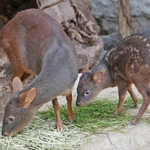 仲良くご飯を食べるプーズーの親子＝神戸市中央区港島南町７、神戸どうぶつ王国