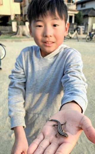 大切に育てるトカゲのキキを手に乗せた、金野友咲さん＝尼崎市内