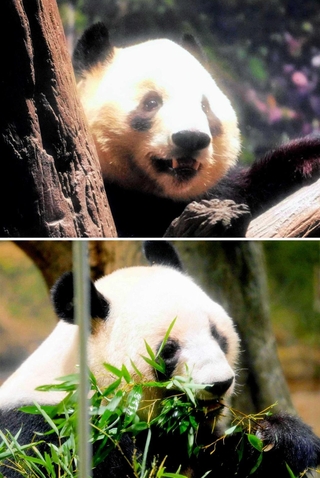 双子のジャイアントパンダ、雄（Ａ）＝（上）＝と雌（Ｂ）＝１月２５日、上野動物園