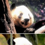 双子のジャイアントパンダ、雄（Ａ）＝（上）＝と雌（Ｂ）＝１月２５日、上野動物園