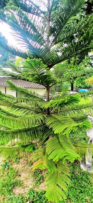 針葉樹のナンヨウスギ