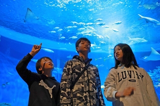 大きな魚たちに興味津々な（左から）坂口健誠さんと一誠さん、つぐみさん＝神戸市須磨区若宮町１、神戸須磨シーワールド（撮影・丸山桃奈）