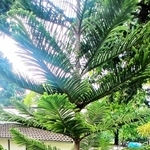 針葉樹のナンヨウスギ