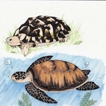 イラスト　尼崎小田高校２年・井上亜美