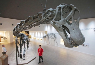 福井県立恐竜博物館で展示される（「Ａ」）こと（ア）の全身復元骨格＝たんば恐竜博物館、２０２５年７月撮影