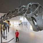 福井県立恐竜博物館で展示される（「Ａ」）こと（ア）の全身復元骨格＝たんば恐竜博物館、２０２５年７月撮影