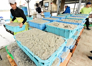 今季はスタートから記録的な豊漁が続く（Ａ）島のシラス漁＝（Ａ）市生穂