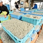 今季はスタートから記録的な豊漁が続く（Ａ）島のシラス漁＝（Ａ）市生穂