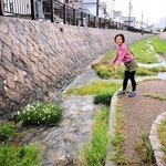四季折々の姿を見せる朝霧川の魅力を紹介してくれる古淵春香さん＝明石市朝霧東町１