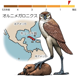 絶滅動物とヒトとの物語＞（12）飛べなくなった？ フクロウ 大型の肉食動物に進化|まなびー（共同）|神戸新聞NEXT