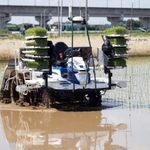 誰も乗せずに水田を進むロボット田植え機＝６月、茨城県つくばみらい市