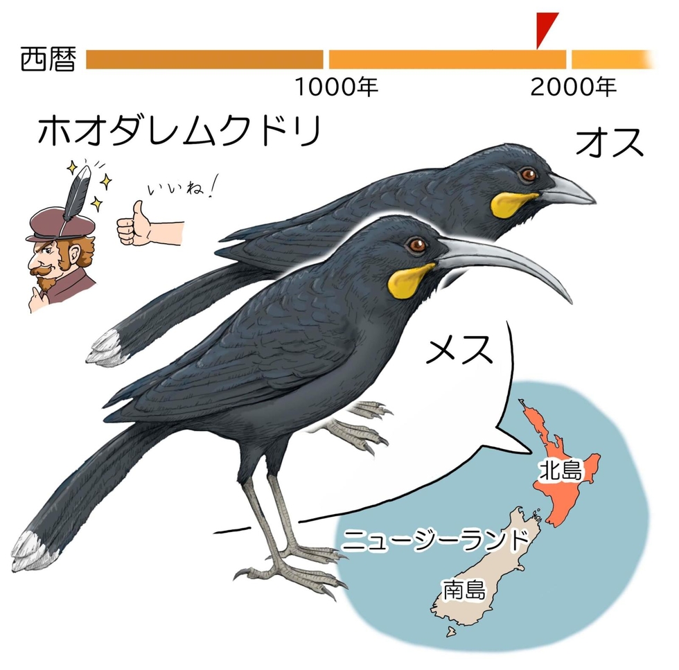 絶滅動物とヒトとの物語＞（28）羽根かざりのため殺される 生態