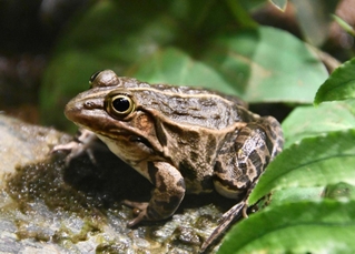 やっと見つけたトノサマガエル＝姫路市立水族館