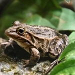 やっと見つけたトノサマガエル＝姫路市立水族館