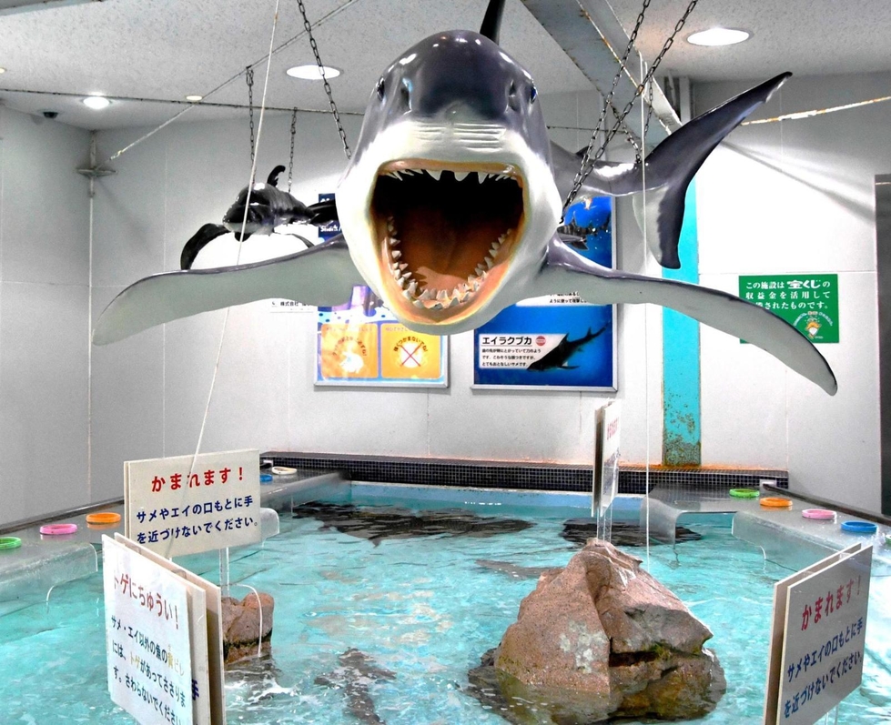 生きもの大好き＞(229)タッチプール サメやエイにさわれる|まな