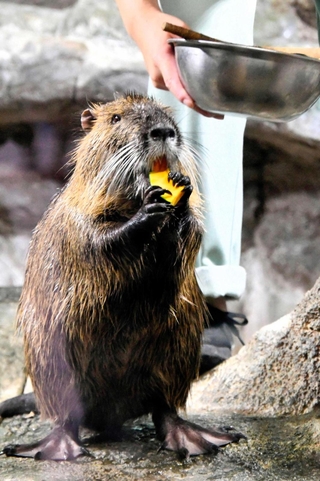 カボチャを持って食べるヌートリア＝姫路市立水族館