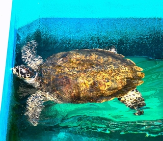 ウミガメプールのふちを泳ぐタイマイ＝姫路市立水族館